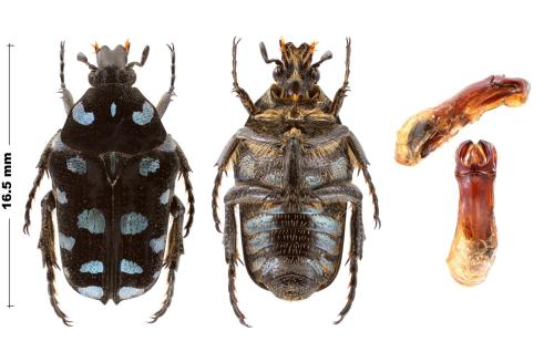 Réf. 353 658 : Reineria coeruleosignata